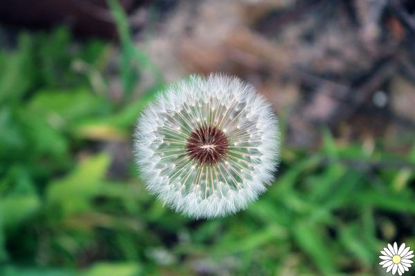 Dandelion: the medicinal herb with a thousand benefits