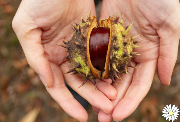 Chestnuts: nutritional properties and health benefits