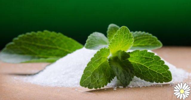 Stevia : propriétés, avantages et contre-indications d'un édulcorant naturel sans calories