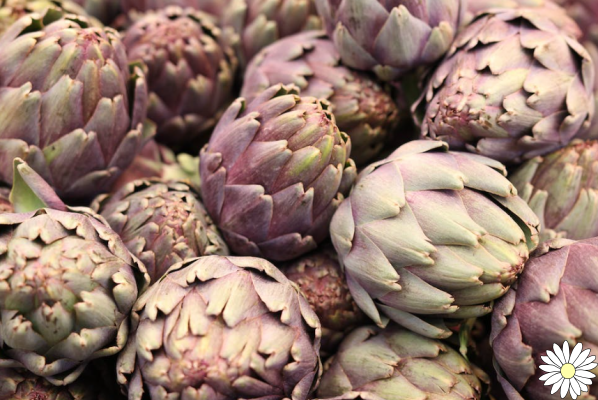 Artichokes, antioxidants and friends of the liver: here are their properties and how many to eat