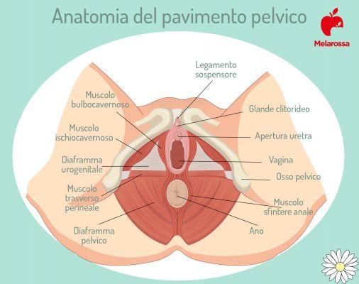 Exercícios de Kegel: ginástica perineal para homens e mulheres