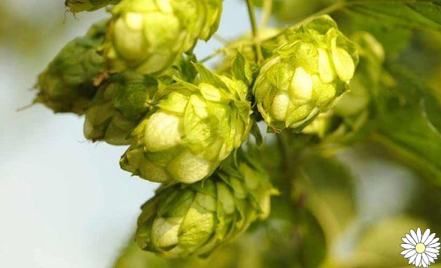 Hops, not only for beer: here are the herbal properties and uses