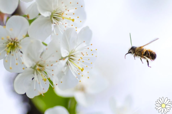 Polen de abeja: beneficios y usos de un súper tónico natural