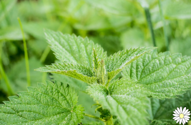 Nettle: properties and benefits for health and beauty