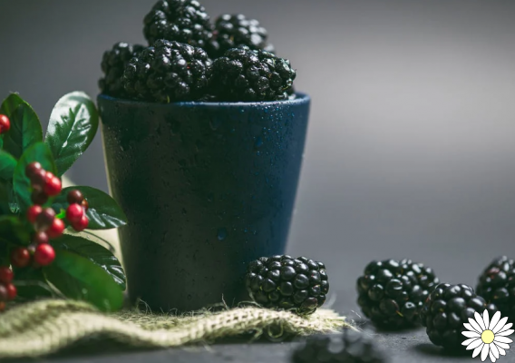 Blackberries, antioxidant-rich berries: here are their properties, nutritional values and contraindications