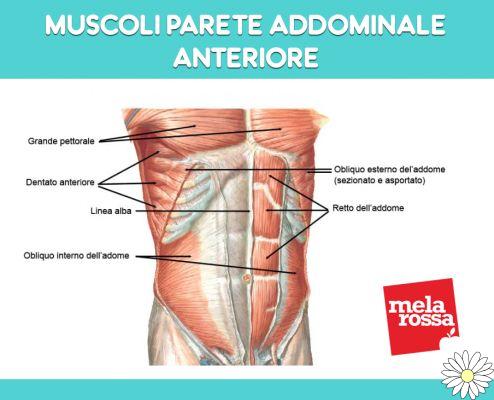 Anatomía del abdomen: descubre todos los músculos abdominales, su función y cómo entrenarlos