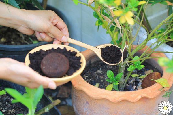 Coffee grounds: benefits, uses at home, in the garden and as a beauty product. Many anti-waste ideas