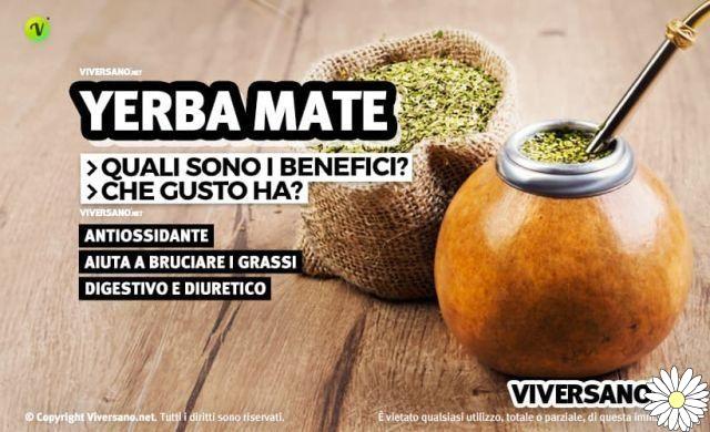 Yerba mate, energy and slimming drink: here are properties and contraindications