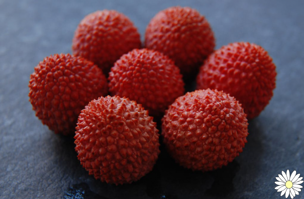 Lychee, moisturizer and antioxidant: here beneficial properties, use and contraindications