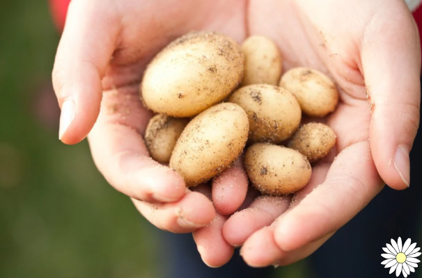 Are potatoes fattening and can they also be eaten on a diet?