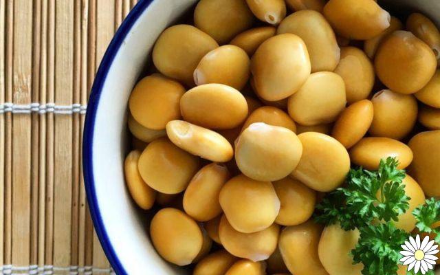 Lupins: millenary legumes with excellent properties