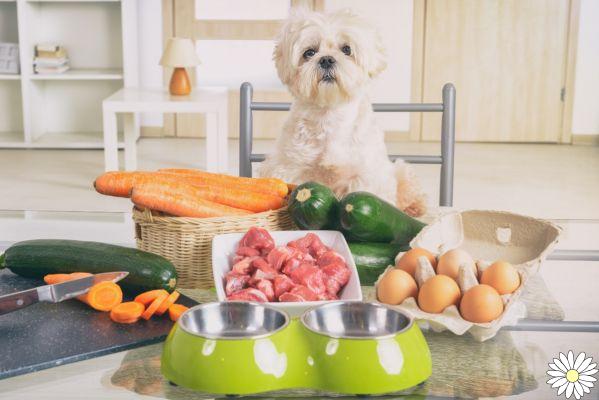 Alimentación del perro: ¿mejor croquetas o alimentación a domicilio? Guía para una dieta sana y equilibrada para todas las edades