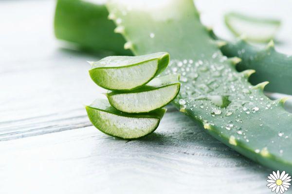 Hair loss: ideas and tips to fight it with aloe vera